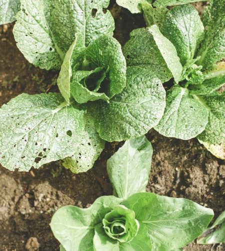 About farming03 free img.jpg
