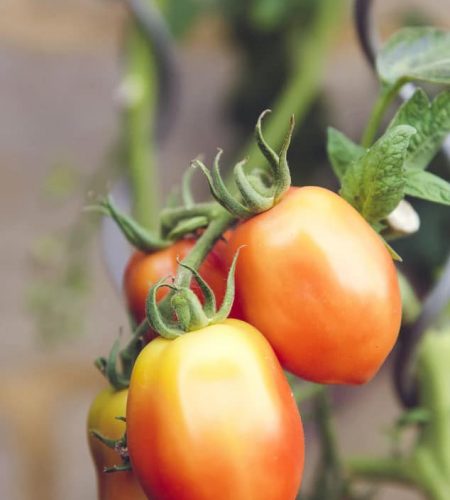 About farming04 free img.jpg
